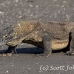 dragon_komodo_hsb_rinca_h_1761_kom4111.jpg